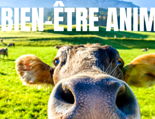 Le bien-être animal : une véritable mission